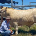 Sorghum crop included in sale of top quality black soil farm