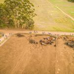 Spirited bidding for better lines of cattle at Miriam Vale Store Sale