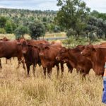 Fernhill Angus top at $17,000