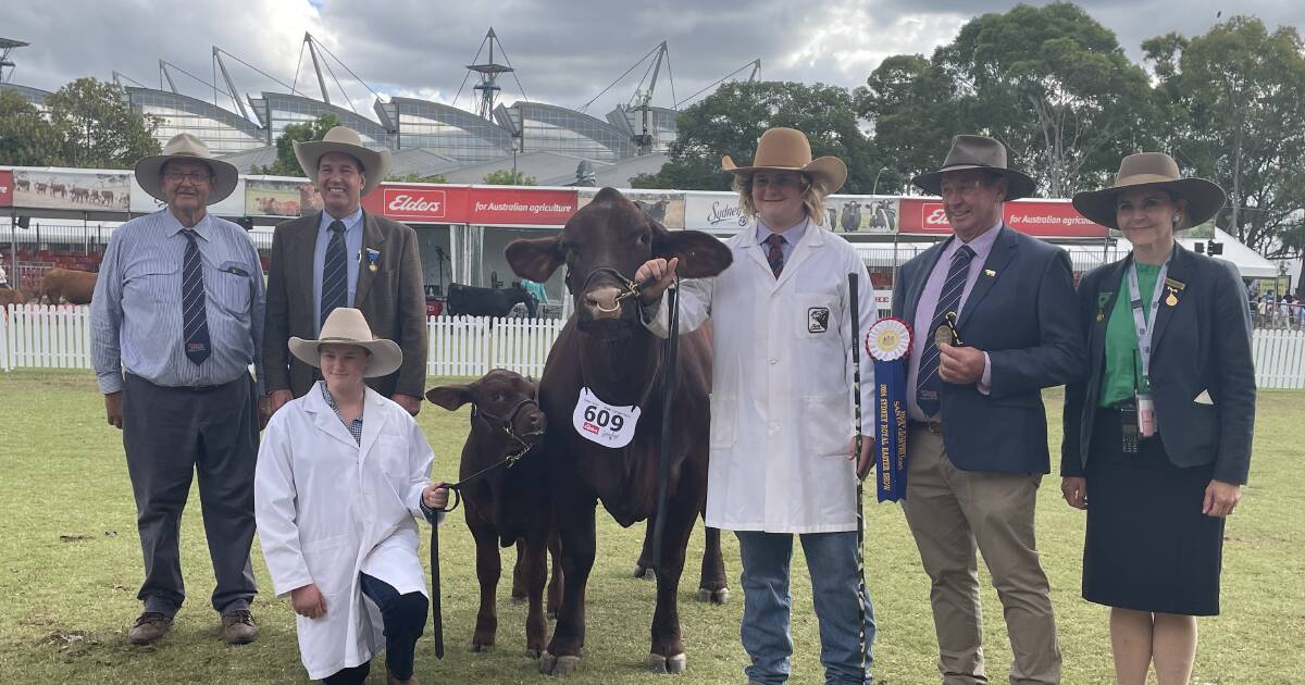 Denngal's cow and calf judged the best Santa Gertrudis exhibit at show