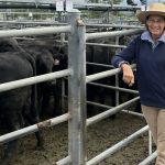 Sydney Royal purbred, trade and open steer carcase results | The Land