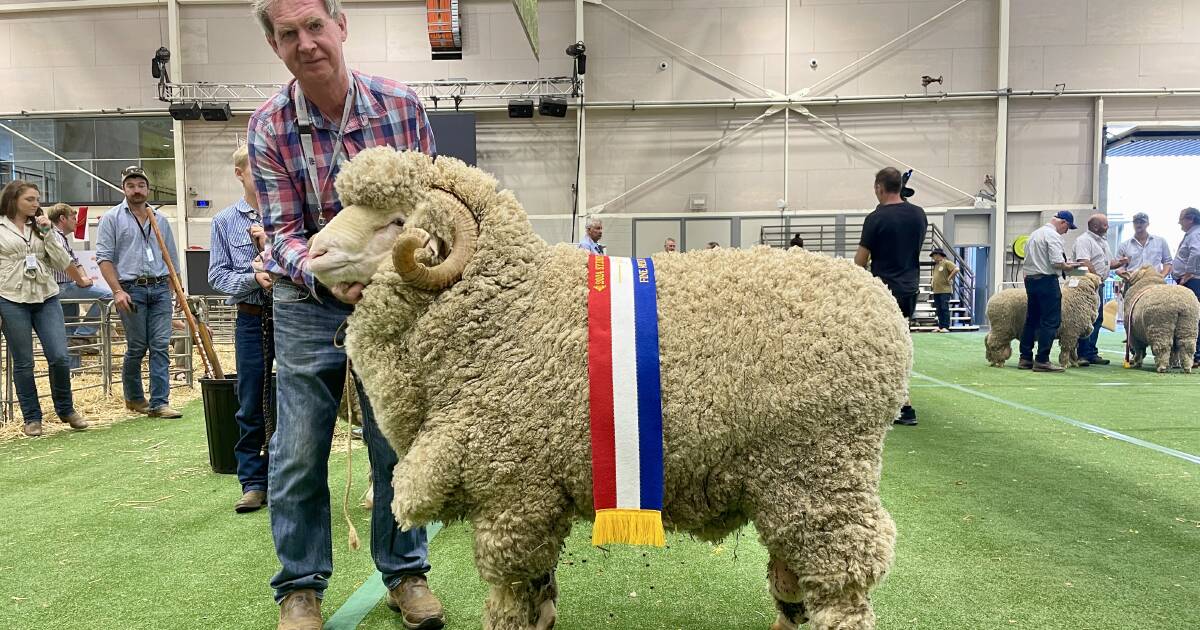 Quality over quantity in fine/medium Merino ring at Sydney Royal