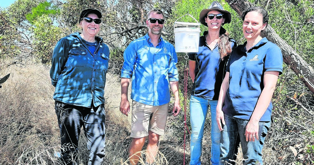 Fly biocontrol release targets farm snail pests