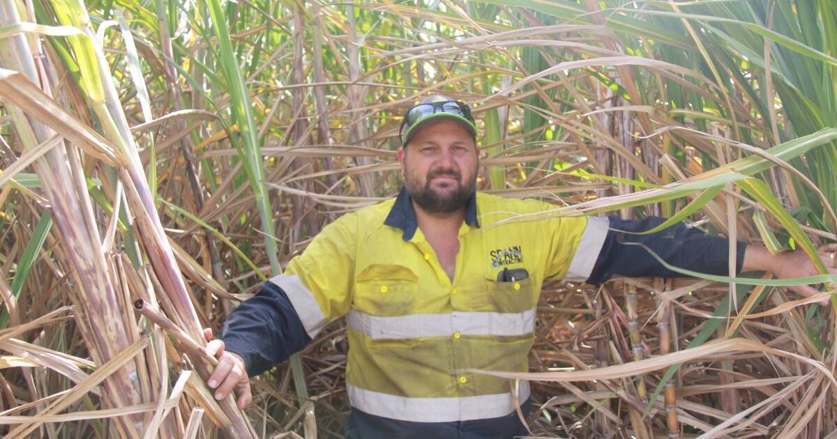 Rocky Point canegrower Ben Spann hopes for a sweet 'record harvest' in 2024