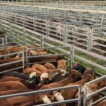 Weaner steers 390c at Biggenden