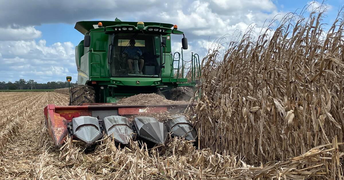 Bumper corn harvest pushes prices down | The Land