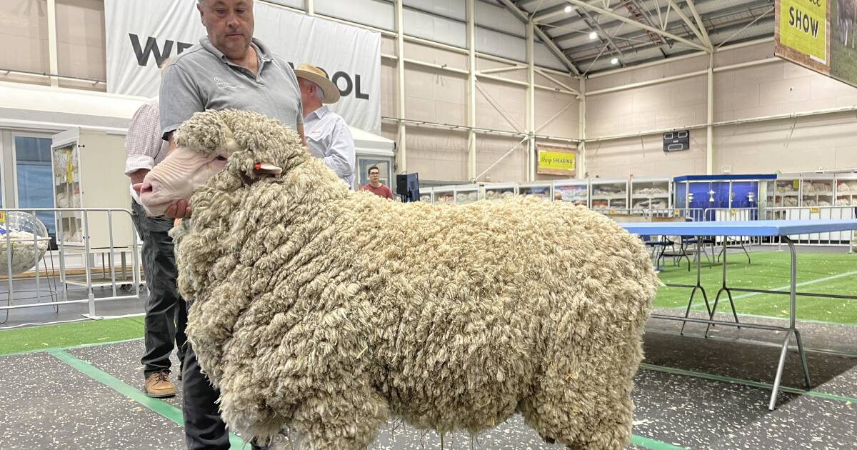 Watch the supreme Merino exhibit go under the shears at Sydney Royal