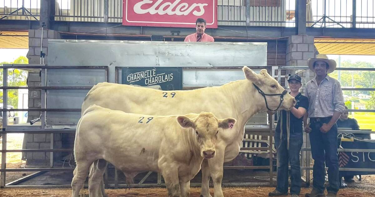 Return clients underpin Charnelle Charolais Invitational Female Sale