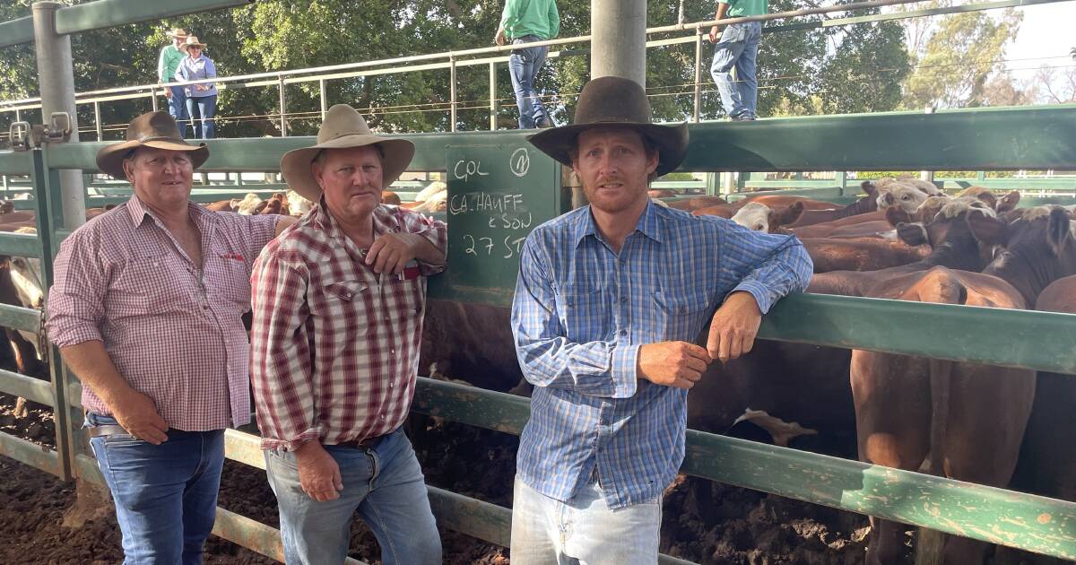 Blackall cattle sale market jumps