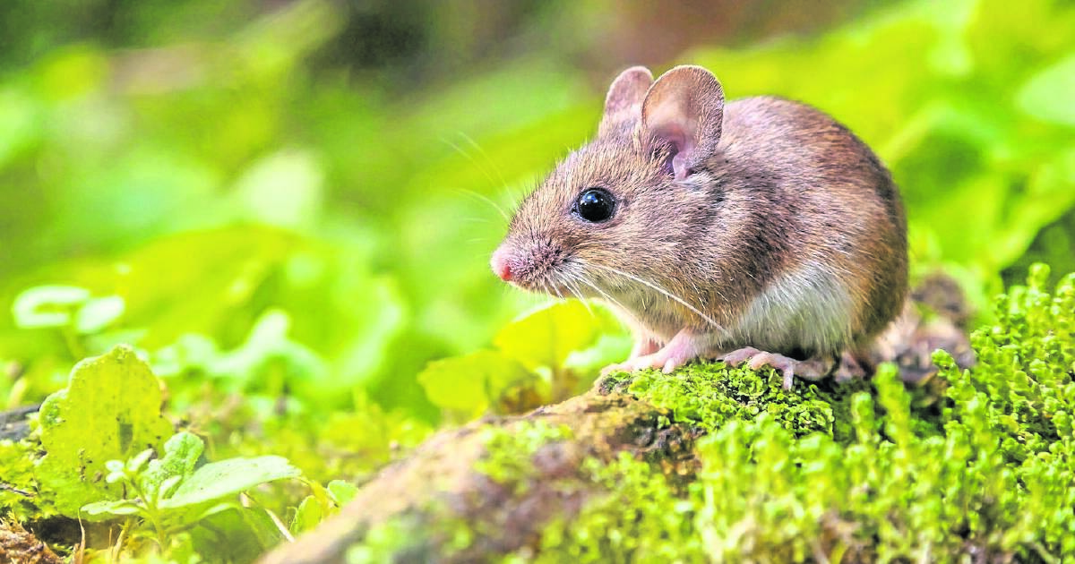 Growers urged to report mouse numbers