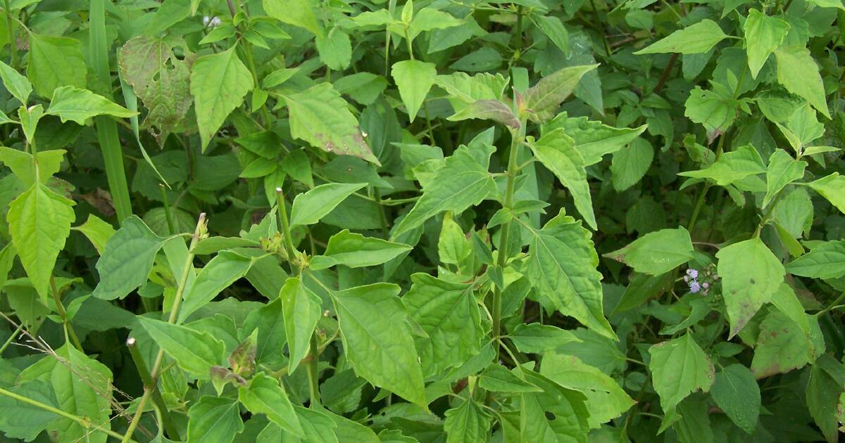 Robbie Katter slams QLD Government over invasive Siam Weed crisis | North Queensland Register