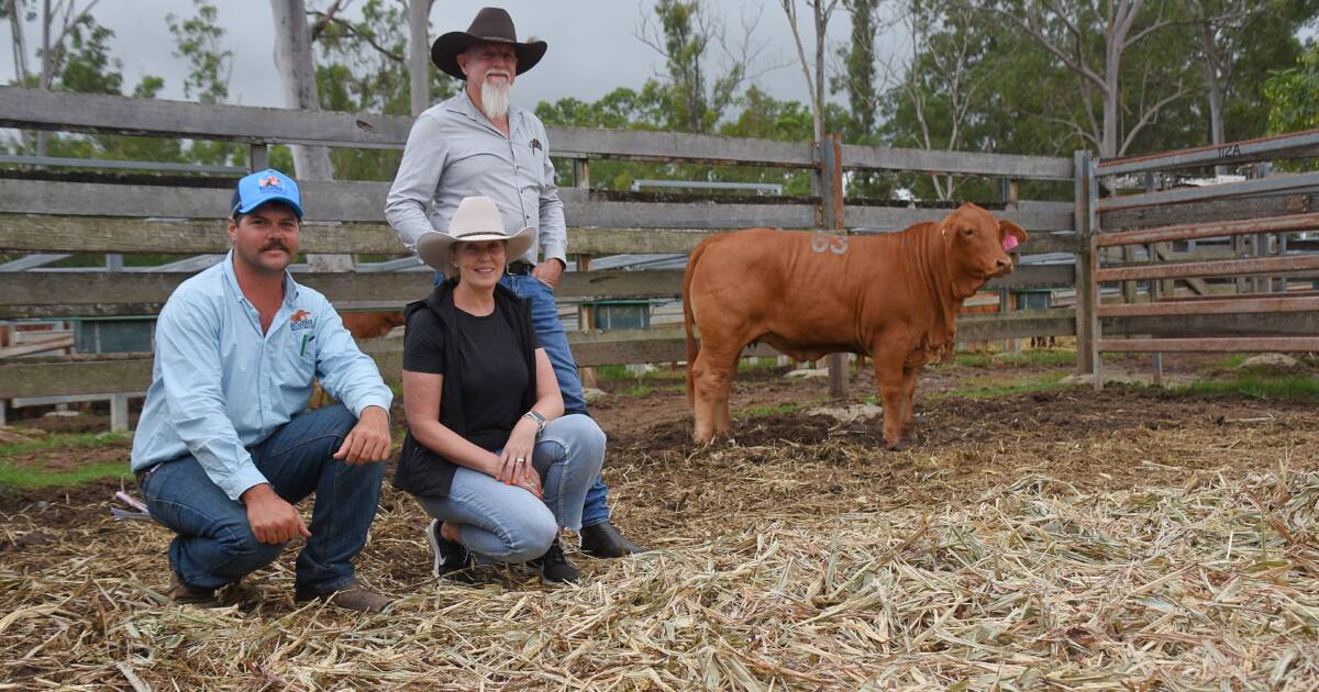 New stud purchased top priced heifer at the National Droughtmaster Female Sale