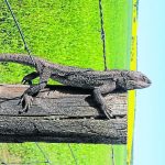 Why the cattle processing bottlenecks from lack of labour did not eventuate | Queensland Country Life