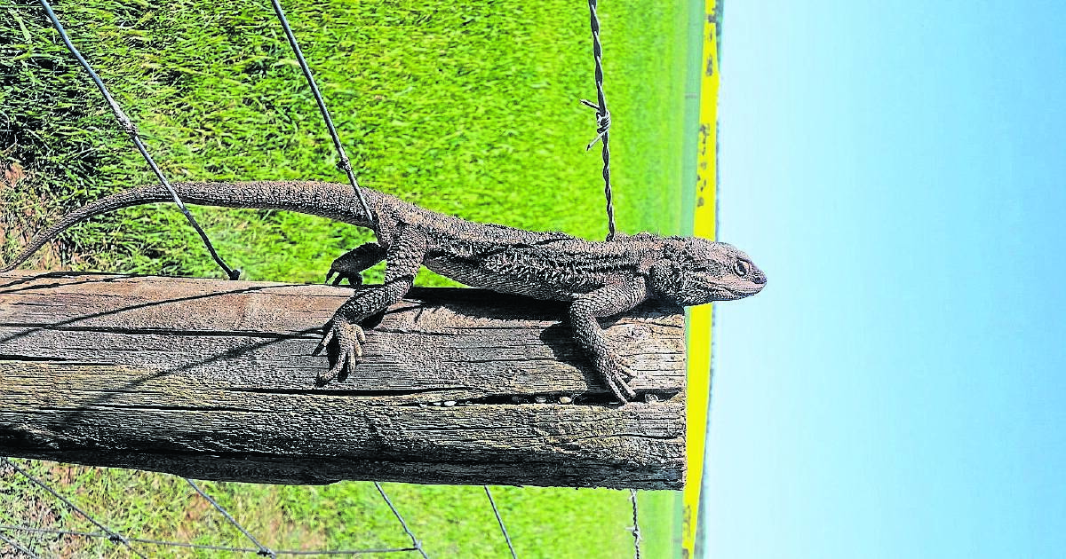 Reptiles at risk due to Cape weed crisis