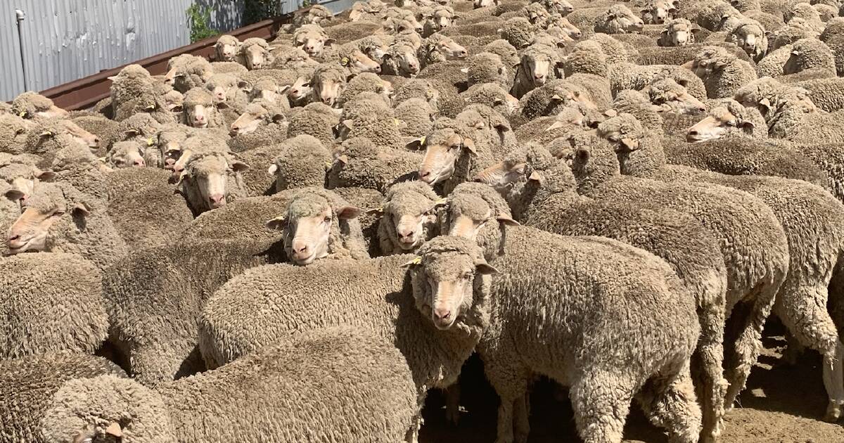 Merryville mixed age Merino ewe sale results | The Land