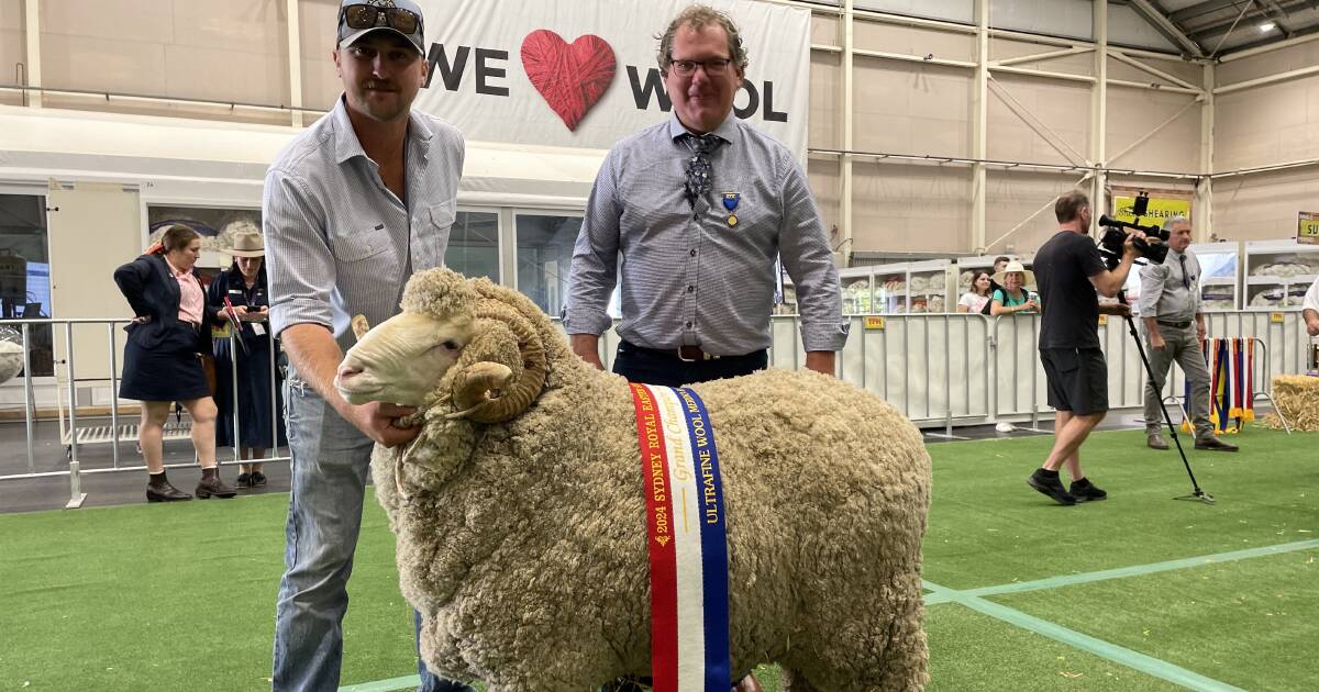 Shalimar Park leads the way in the ultra-fine March shorn Merino classes