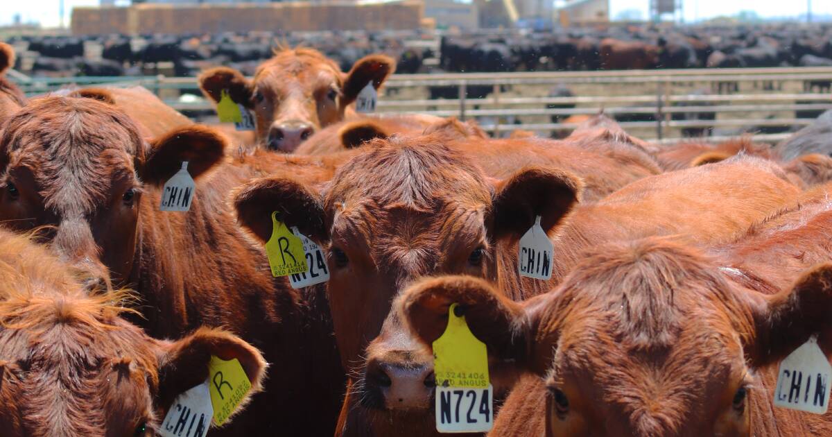 The 'unknowns' at play with beef's potential in the US