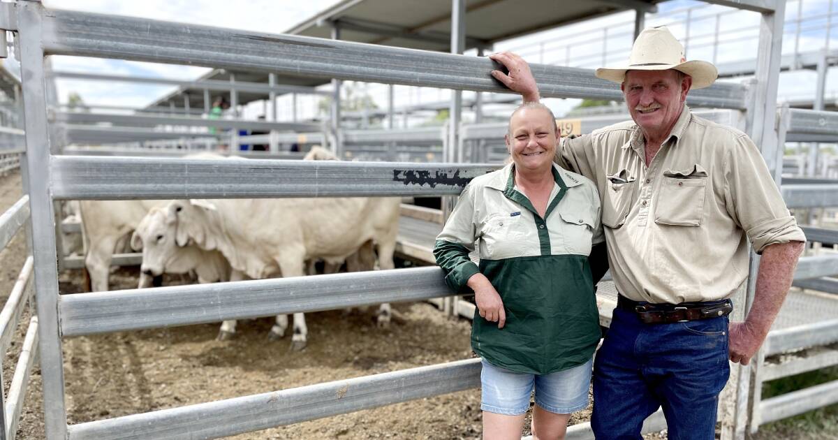 Restocker steers in strong demand at inaugural Glenapp weaner sale