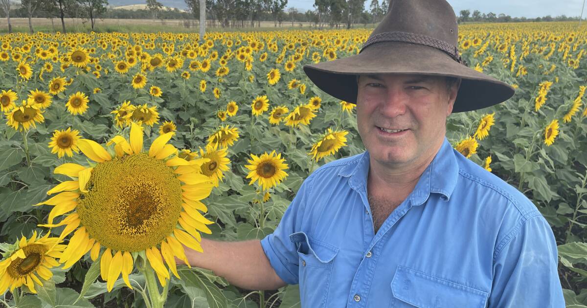 Sunflowers survive deluge of rain soon after planting