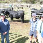 Keeping their type ensures Merino productivity at Boorowa