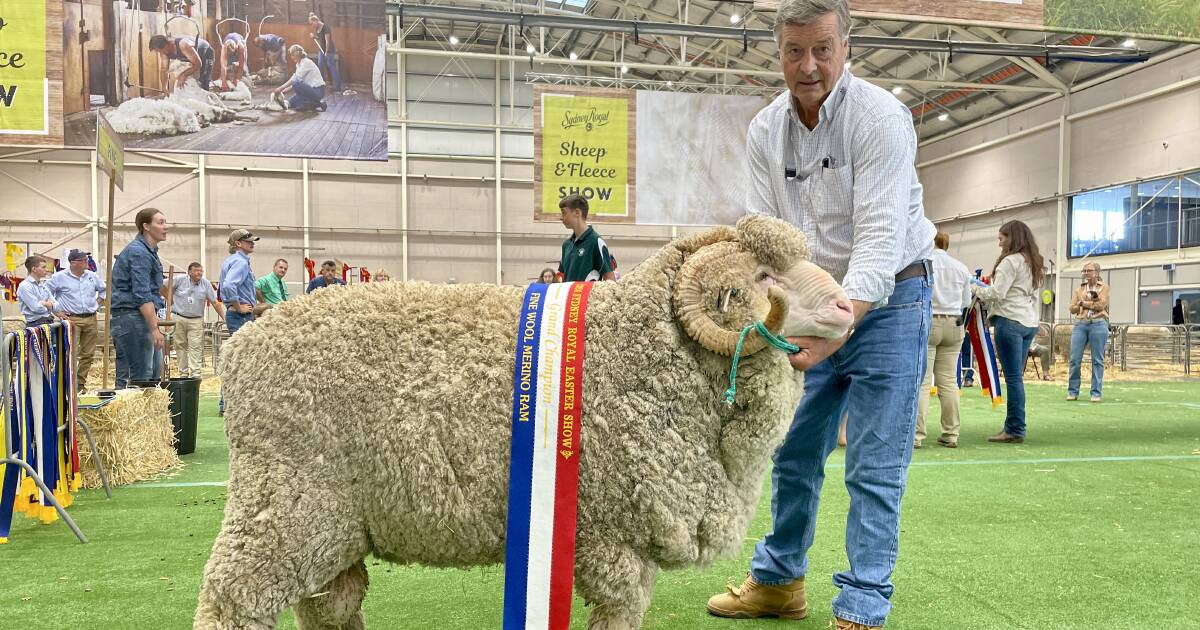 Quality high in Merino and Poll Merino fine wool classes at Sydney Royal