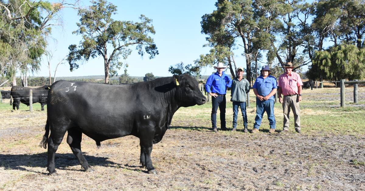 Little Meadows Angus Bull Sale Highlights | Farm Weekly