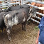 Yasloc lamb rams strike a note with bidders