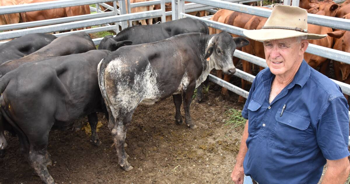 Steers in demand at Sarina market launch