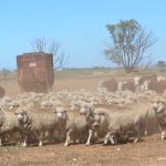 Bennett scores another round victory in Sydney Royal campdraft