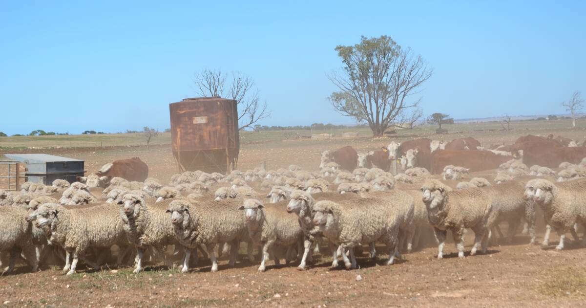 Flystrike and lice treatments face chop from APVMA