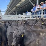 Lower prices no problems, experts predict better margin for grain | Queensland Country Life