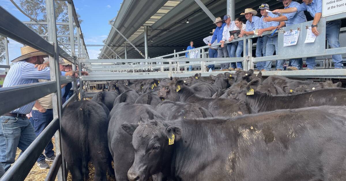 Boost in Japan's hunger for Aussie beef | The First Draft