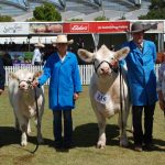 Hobbs Livestock's Simmental cow judged the best exhibit of the breed