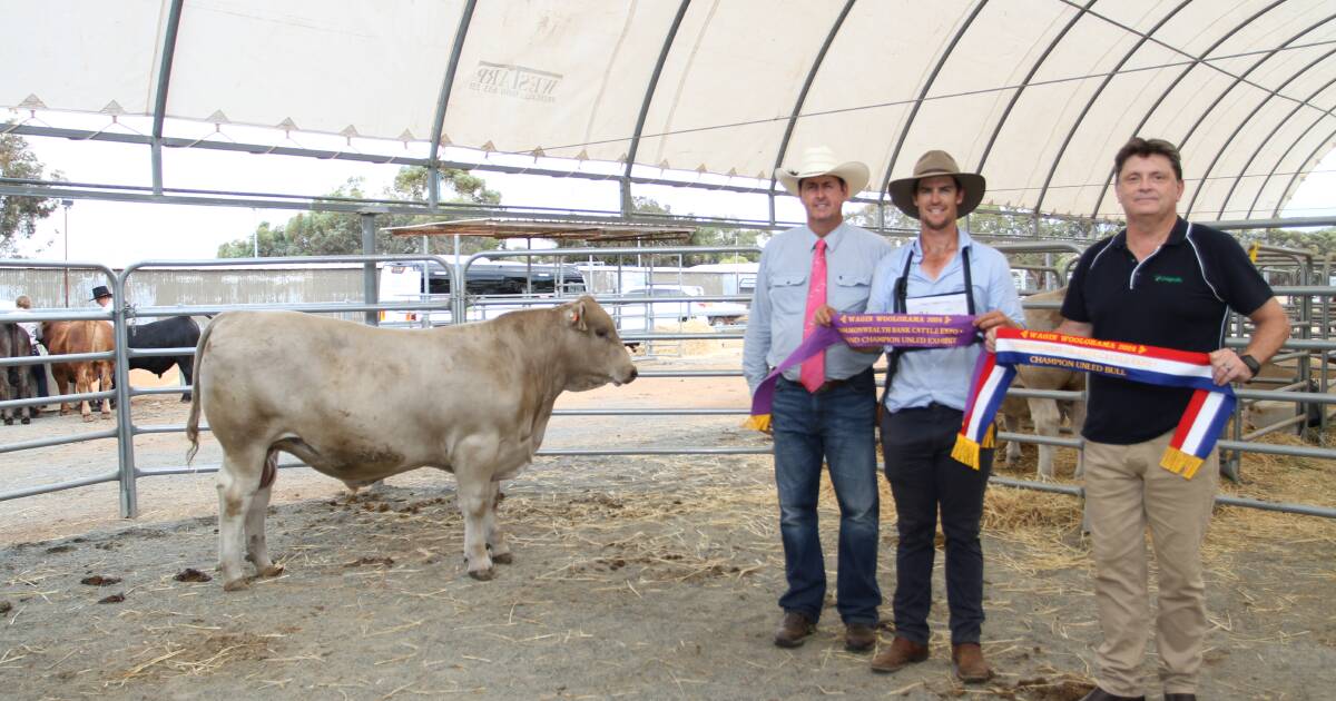 Southend Murray Grey Stud Dominates Wagin Woolorama 2024 | Farm Weekly