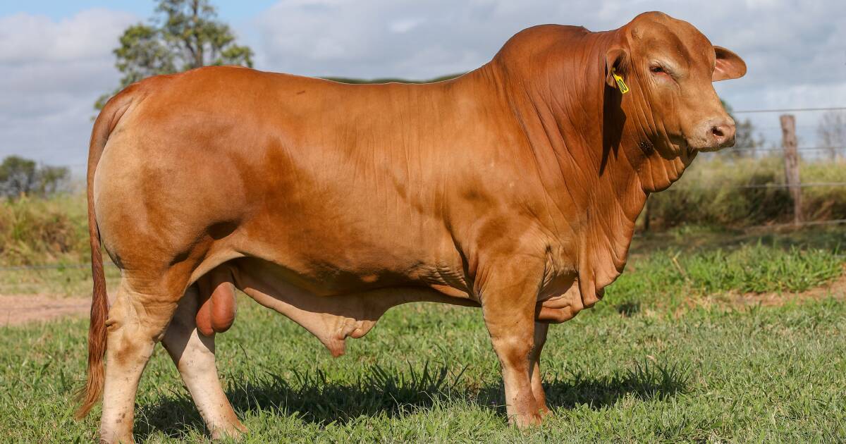 Cloncurry Bull Sale hits $21,000