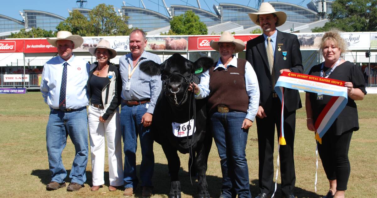 Sydney Royal 2024 champion junior heifer goes to Black Simmental | The Land