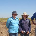 Large areas of WA's irrigation country opened up for cotton