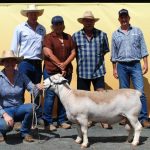 Restocker steers in strong demand at inaugural Glenapp weaner sale