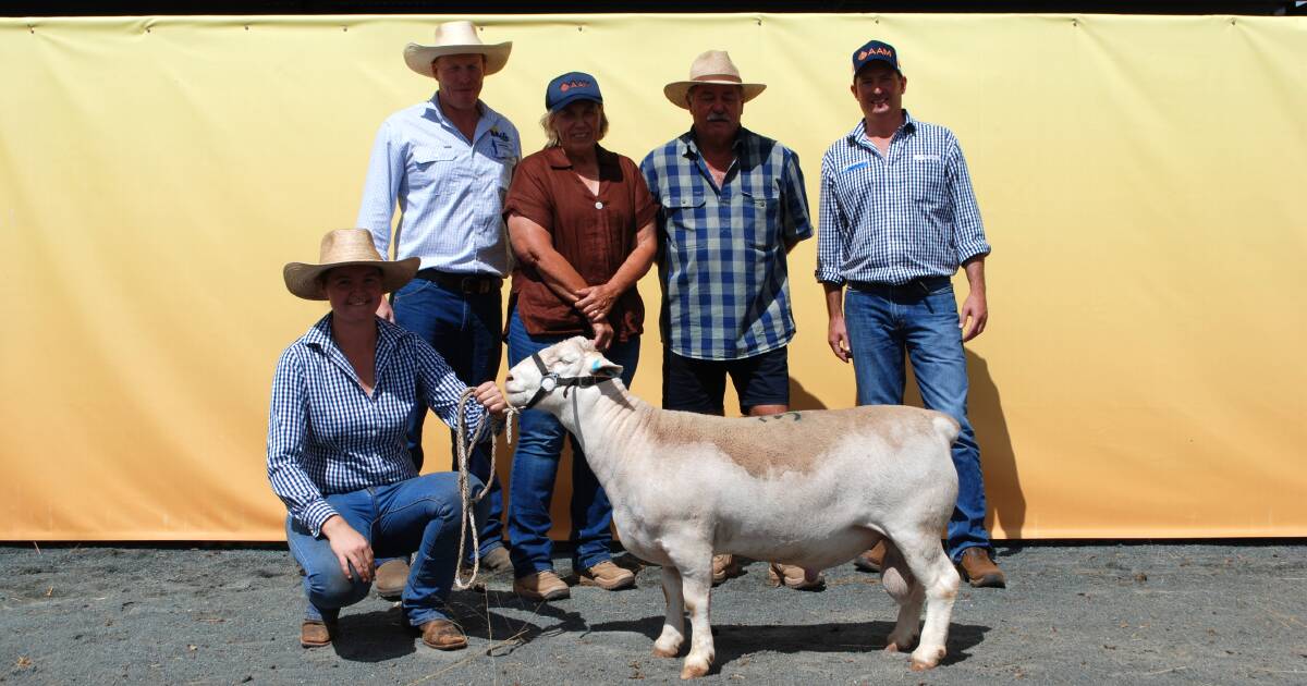 Strong stud interest at Burrawang with Dorpers in demand