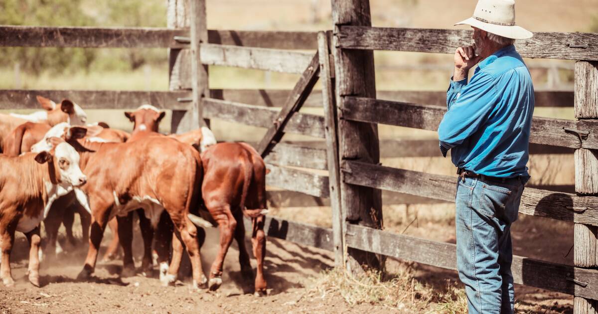 Doctors push for better Q fever vaccine, testing and rural subsidies