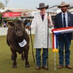 Steers and heifers sell to dearer trend at Carcoar Blue Ribbon Weaner sale