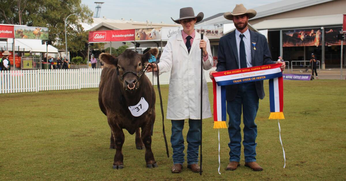 Even steer claims grand champion trade at Sydney Royal