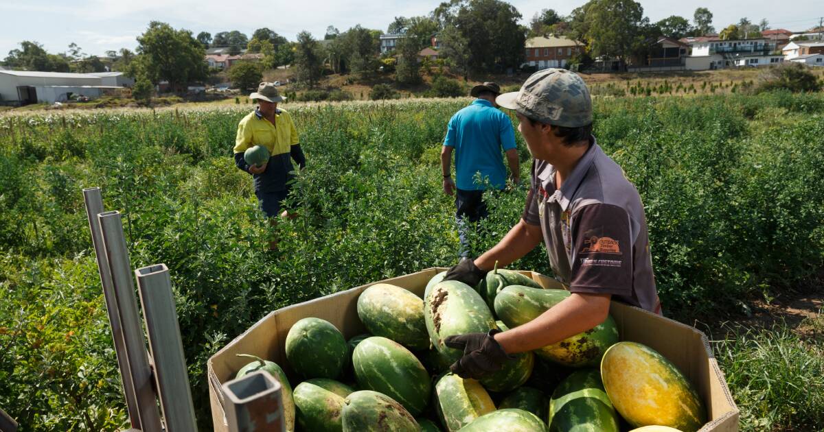 Vietnamese 'ag visa' workers finally cleared for takeoff