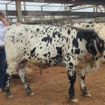 Supreme Merino exhibit to West Plains ram; Thalabah claims supreme ewe at Sydney