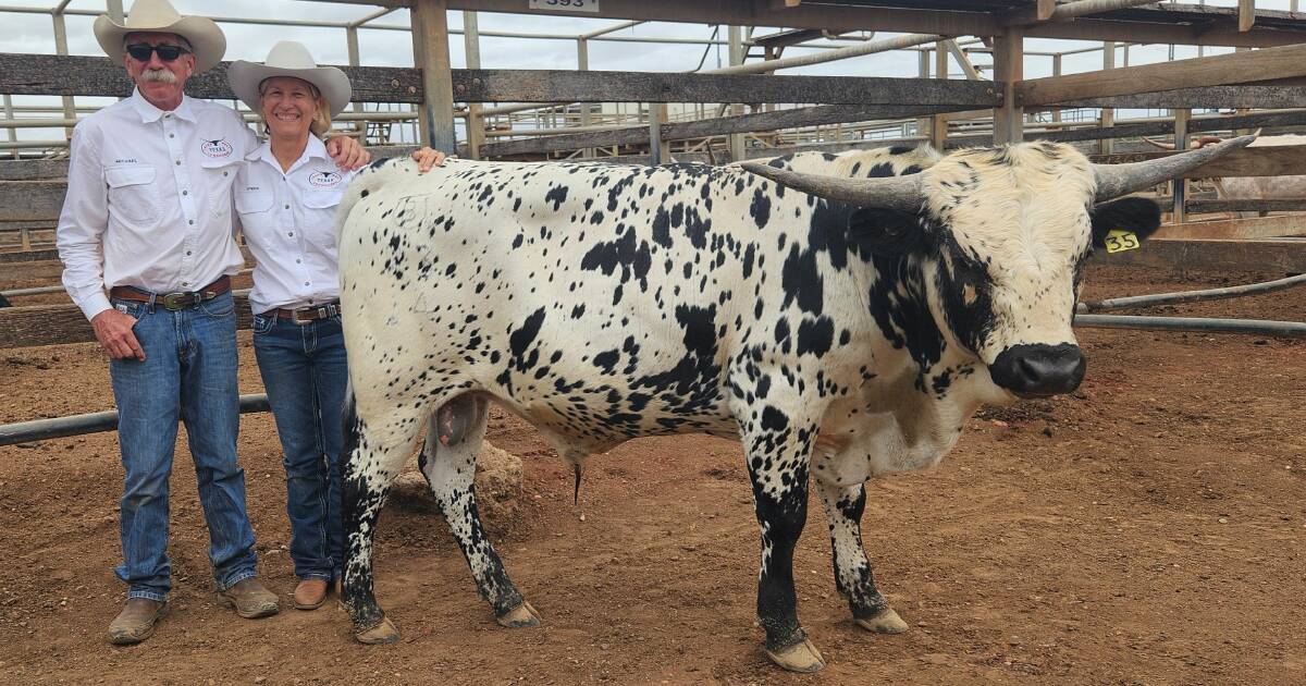 Texas Longhorns sell far and wide at Roma sale