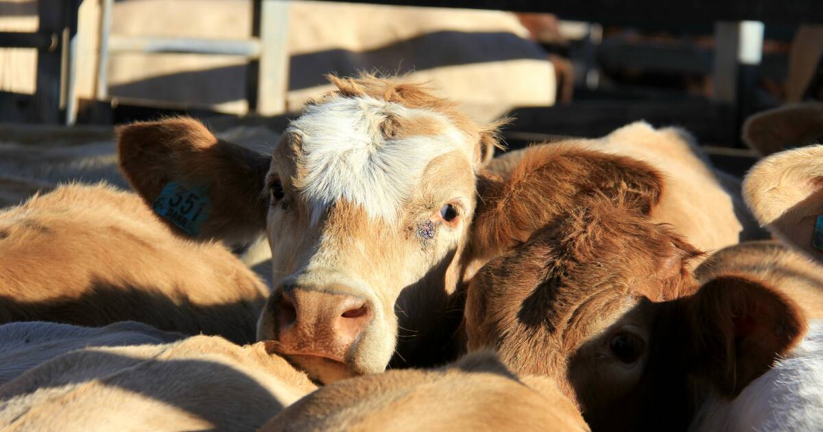 Steers strong at Kilcoy