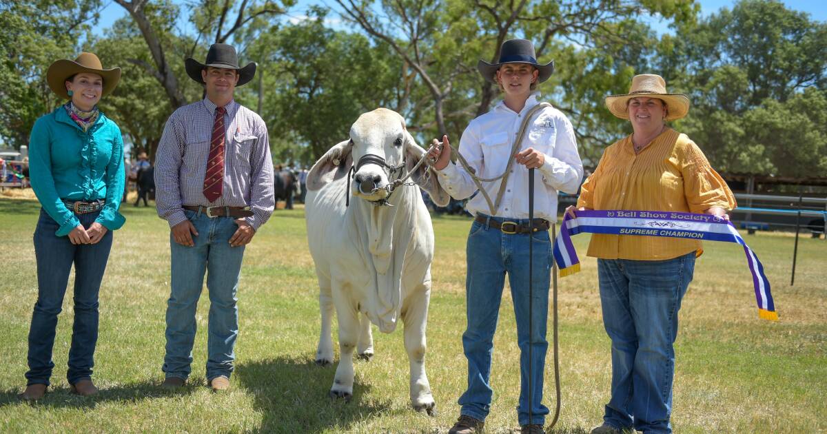 All the big stud cattle winners from Cooyar, Millmerran and Bell