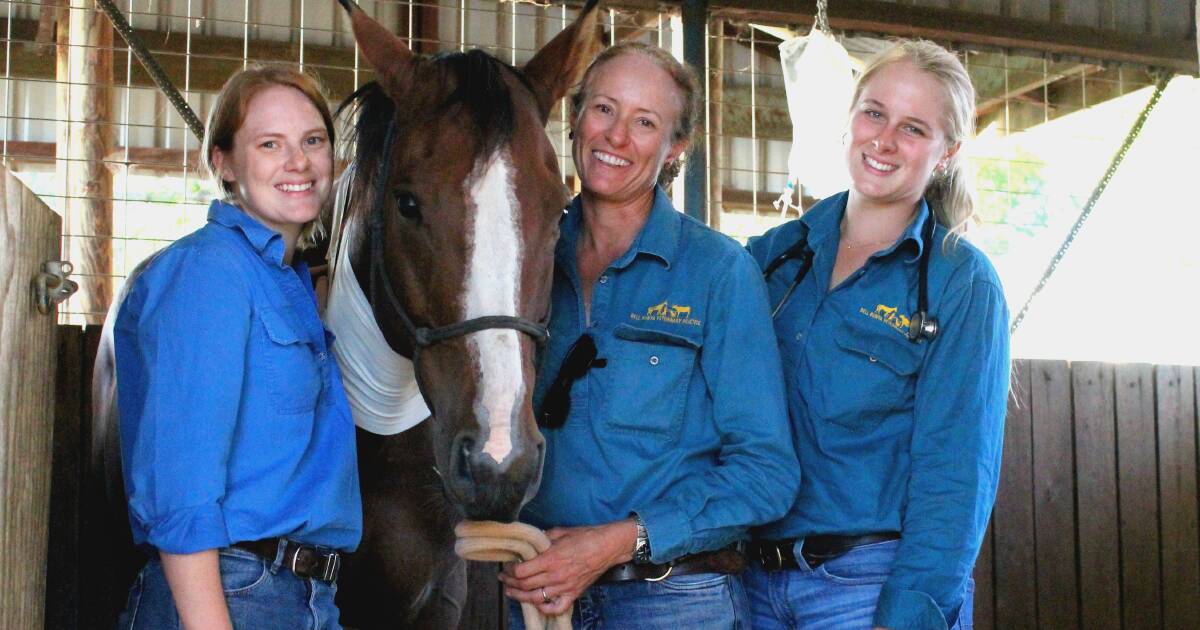 Bell Bunya Veterinary Practice: cattle health and productivity | Queensland Country Life