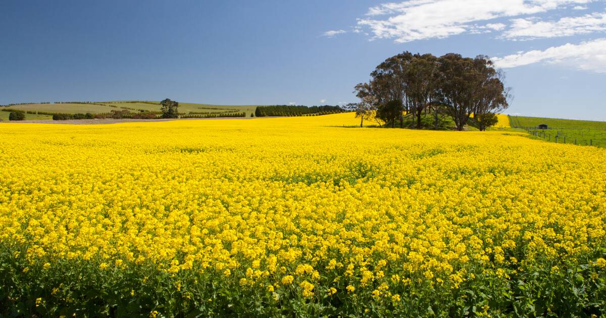 Canola prices rally as planting estimates slip