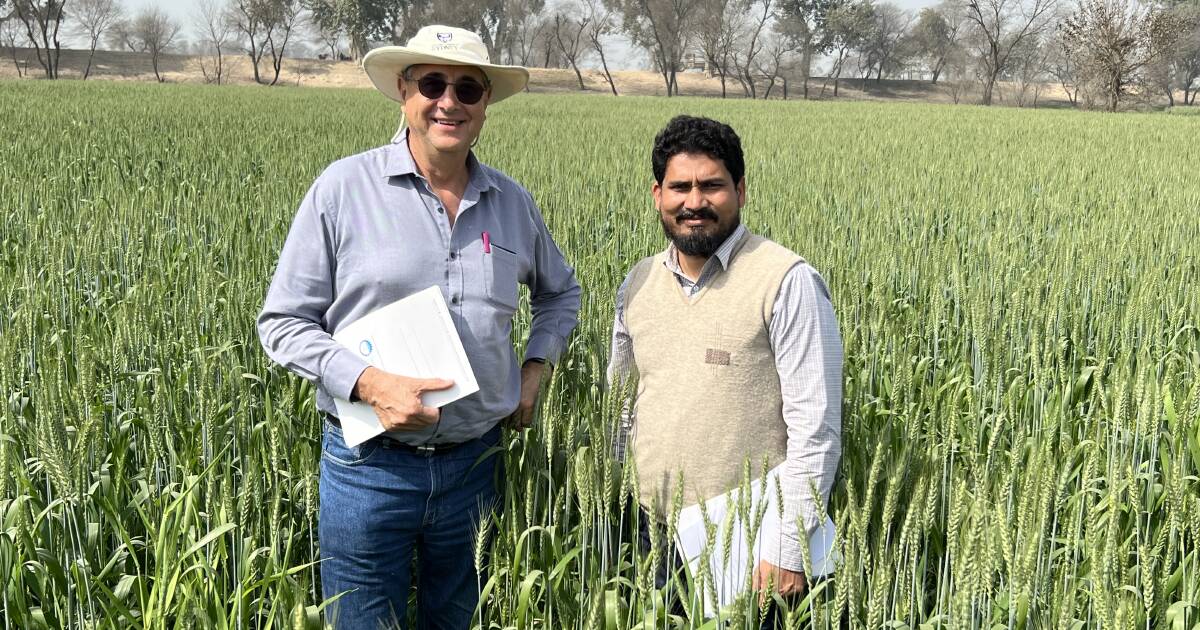 International work critical to Australia's wheat industry, says Dr Trethowan